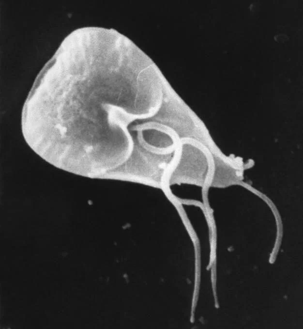 Giardia lamblia: Protozoário que causa giardíase, doença intestinal com sintomas como diarreia, náuseas e dores abdominais. A transmissão ocorre pela ingestão de água ou alimentos contaminados com cistos.