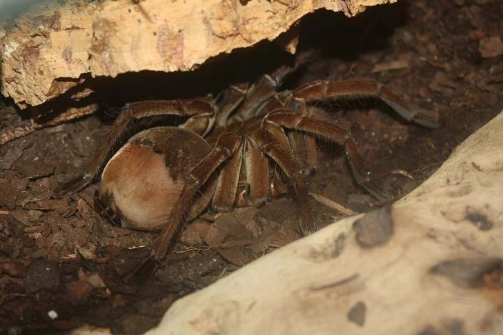Aranha-golias-comedora-de-pássaros (Theraphosa blondi): Essa é uma aranha carnívora que vive na Amazônia. Ela é a maior aranha da América do Sul, com uma envergadura de pernas de até 25 centímetros, além de ter um veneno considerado potente para suas pres