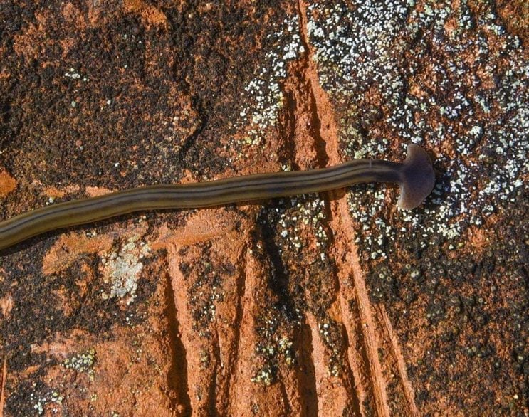 Alguns biólogos começaram a demonstrar preocupação com a chegada desse verme porque ele é um animal muito destrutivo, que representa uma ameaça aos ecossistemas.