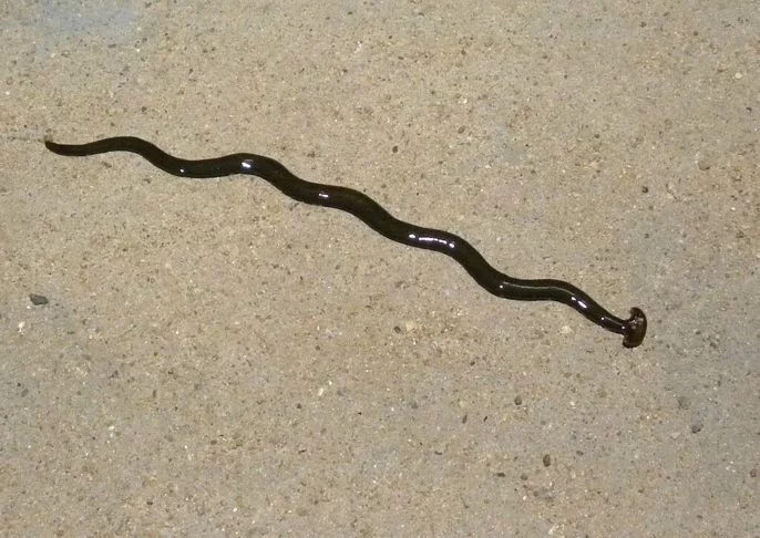 Os especialistas recomendam que, em caso de encontro com o verme cabeça de martelo, deve-se evitar contato direto e uso de luvas caso tente manipula-lo. O ideal é descarta-lo em um local seguro, longe de animais de estimação e cursos d'água. Veja outros v