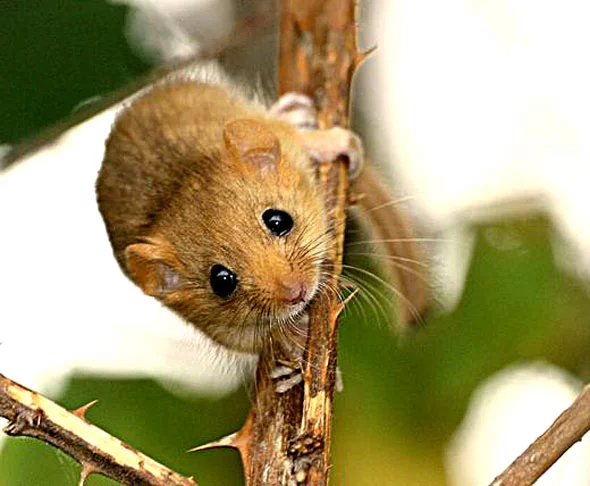 Essa adaptação é tão impressionante que o animal pode parecer morto. A pele fica fria, eles não fazem cocô nem xixi, a temperatura corporal se estabiliza para baixo e a respiração fica bem fraquinha. 