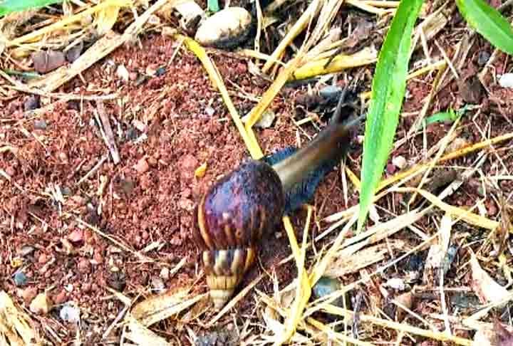 Conotação cultural: Em algumas regiões, caramujo pode ser usado de forma pejorativa para descrever caracóis que são vistos como pragas em jardins ou plantações.