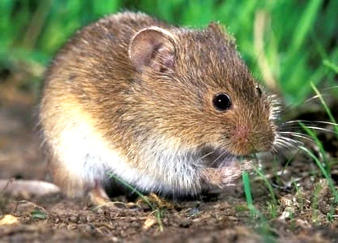 Ratos silvestres - Não dormem a estação inteira, mas, geralmente, chegam a apagar durante seis semanas, usando a gordura acumulada no outono. 