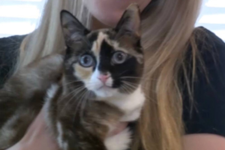 A gata Galena foi encontrada na Califórnia depois de ter sido selada em uma caixa da Amazon por seis dias, sem comida ou água