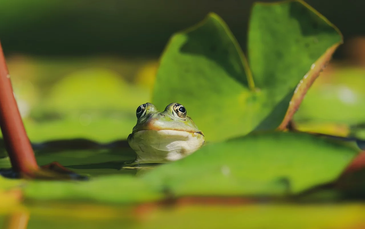  Quando a primavera se aproxima e a temperatura começa a subir, o animal desperta, tudo volta ao normal e ele se prepara para o acasalamento. 