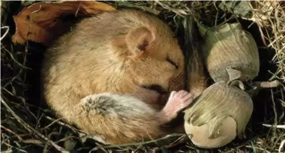 Esquilos: Esses animais têm uma longa hibernação, que ultrapassa a duração do inverno. Por sete meses, eles descem sua temperatura corporal abaixo do ponto de congelamento, mas, ainda assim, não sofrem danos cerebrais. 