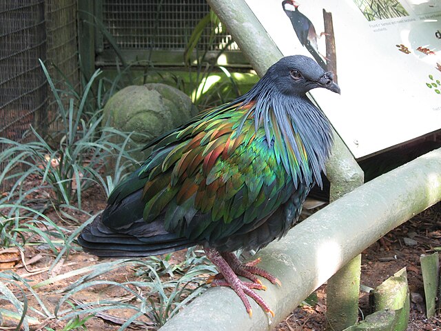 O pombo-de-Nicobar tem um tom azul metálico e verde. A espécie é encotrada em ilhas do Oceano Pacífico e faz ninhos em árvores em densas florestas. Um único ovo chocado por 30 dias. 