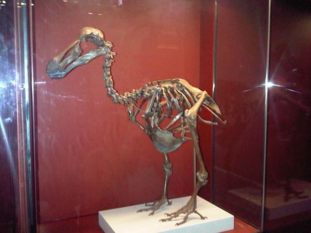 Isso porque não havia predadores naturais nas Ilhas Maurício, o que tornou a personalidade dos dodôs dócil demais e uma presa fácil para os humanos.