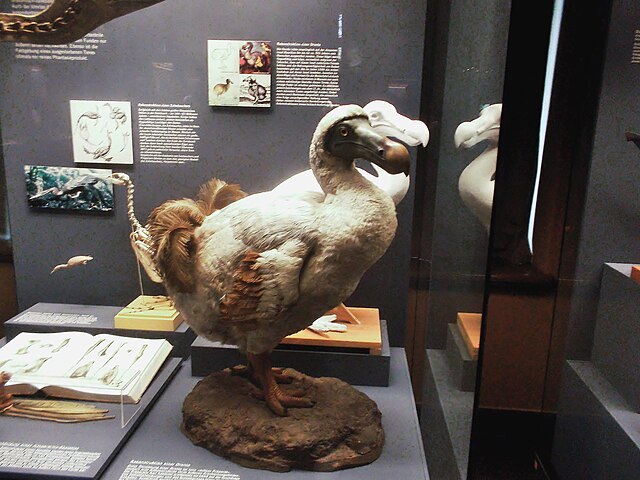 Outro fator que contribuiu para a extinção dos dodôs era que as fêmeas colocavam apenas um ovo por ano. Em geral, as aves colocam vários ovos de uma só vez, o que permite a alguns filhotes sobreviverem aos predadores e às doenças. Mas esse não era o caso 