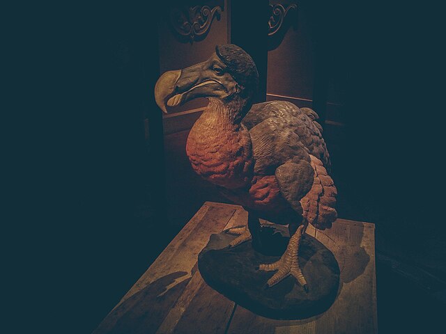 Sem reconhecer os humanos em Maurício como uma ameaça, as aves eram facilmente capturadas. 