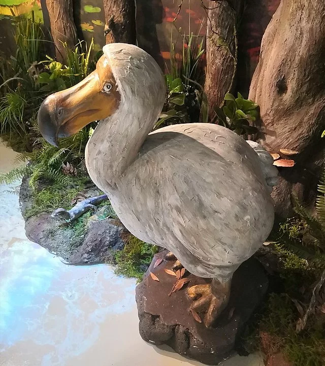Os colonos holandeses descreveram os dodôs como uma ave burra por sua falta de aptidão para o voo e pelo costume de comer pedras.