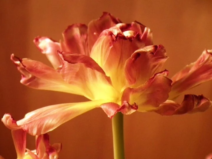 Após a floração, as folhas da tulipa geralmente começam a murchar e a planta entra em dormência.