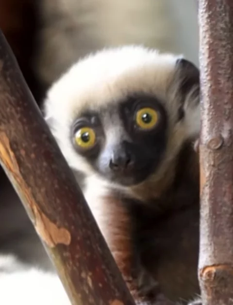 O nascimento de um filhote de lêmure-sifaka foi bastante comemorado recentemente pelo zoológico Chester, em Cheshire, na Inglaterra.
