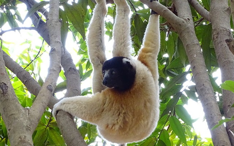 O lêmure-sifaka vive em florestas secas cercadas de mangues,  cerca de 300 metros acima do nível do mar, no noroeste madagascarense.