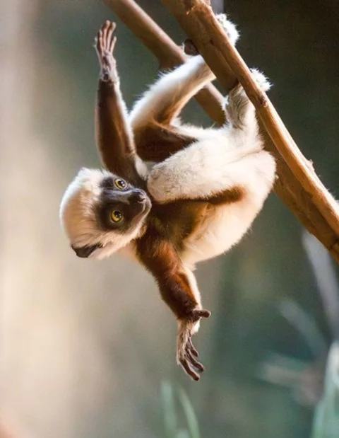 Segundo o site do zoo, Chester é o único no Reino Unido e apenas um dos três na Europa que cuidam atualmente desta espécie em extinção.