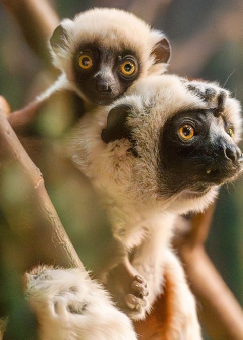 O primatologista e gerente geral de mamíferos do zoo, Nick Davis, revelou que o bebê nasceu com uma fofa e grossa camada de pelo branco, assim como os pais, logo abriu os olhos, e em pouco tempo se encheu de personalidade.