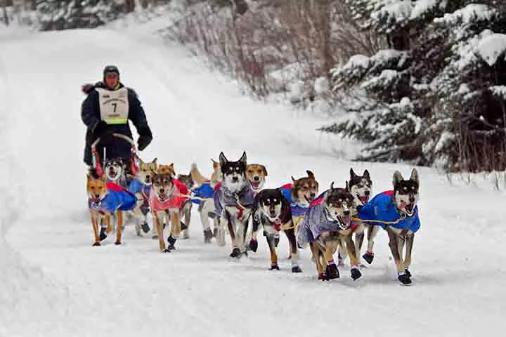 Mushers - Eles conduzem trenós puxados por cães em regiões nevadas, uma atividade que varia de transporte a esportes competitivos, especificamente na Islândia. O Brasil possui um clima tropical e subtropical. Passa longe do Mushing.