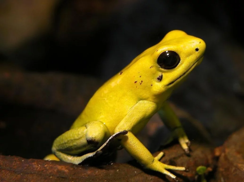 Rã-dardo - Pequenina, olhos grandes, uma das criaturas mais venenosas do planeta. Produz mais de 100 toxinas. Seu veneno é capaz de matar pelo toque da pele. Um único miligrama mata 10.000 ratos ou dois elefantes . Vive cerca de 9 anos. 