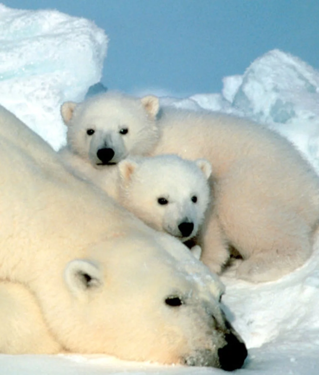 Urso polar - Os filhotes, principalmente, parecem fofos. Branquinhos, peludinhos, carinha de tontos, são bastante agressivos por natureza. Não à toa estão no topo da cadeia alimentar. Matam com facilidade e são dificilmente vítimas de predadores. Vivem de