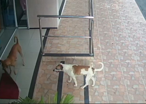 Imagens de cachorros roubando tapete na frente de loja em Reriutaba