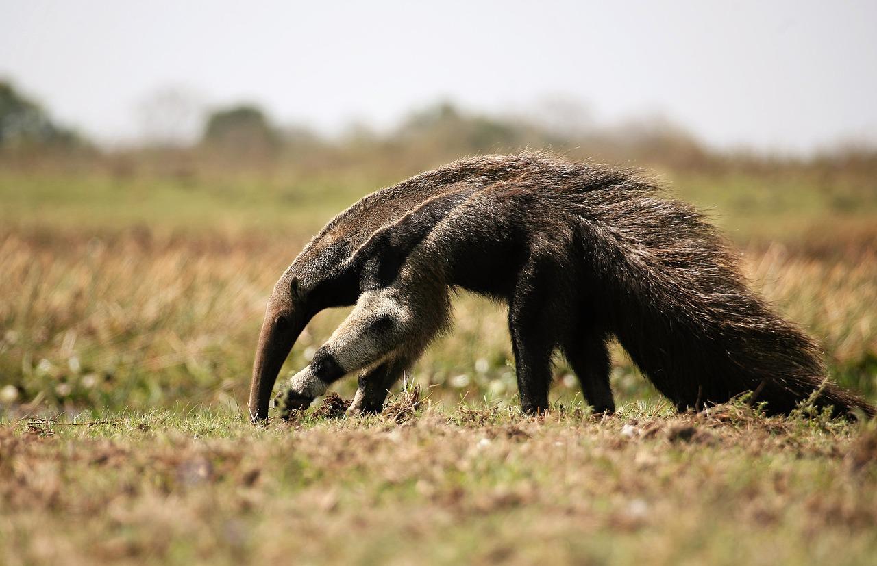Os tamanduás não têm dentes. Eles comem formigas e outros pequenos insetos. Por isso, só dependem da língua para a caça - e a língua pode chegar a 2 metros de comprimento. 