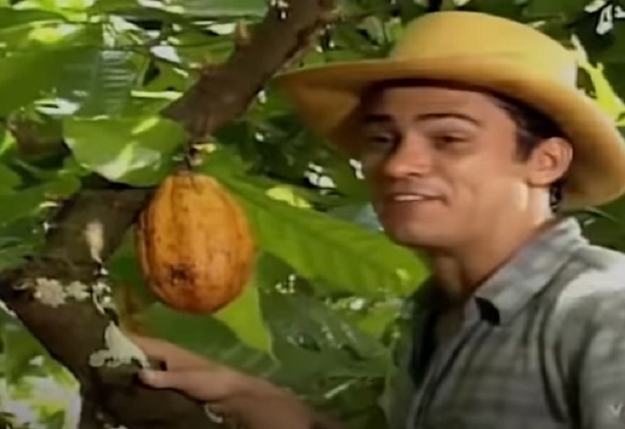 A trama da obra consistia na vida de José Inocêncio, um fazendeiro da zona cacaueira de Ilhéus, na Bahia, que desenvolve um ódio pelo filho mais novo, já que sua mulher morreu após o parto. Contou com a participação de Antônio Fagundes, Marcos Palmeira, A