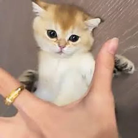 Gatos não sentem o gosto doce. Eles só são capazes de perceber outros tipos de sabor. 