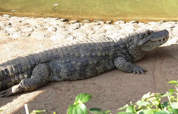 A fase de crescimento dos jacarés dura nada menos que 30 anos (às vezes até mais), até que atinjam o ser tamanho máximo. 