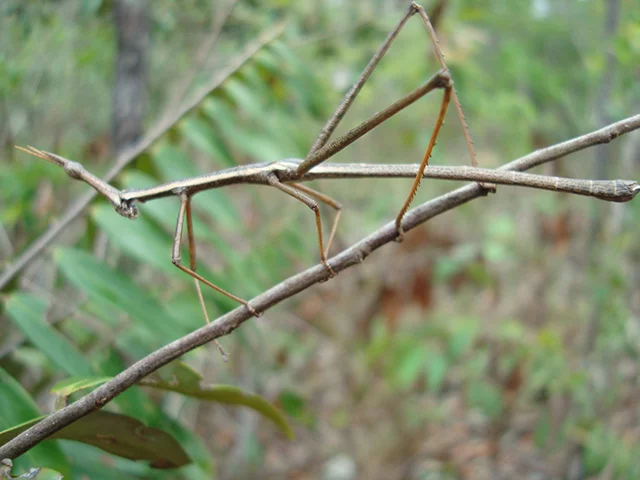 Maior inseto: Bicho-Pau - É considerado o animal com a mais perfeita camuflagem do mundo. Parece um graveto e pode atingir 30 cm de comprimento. 