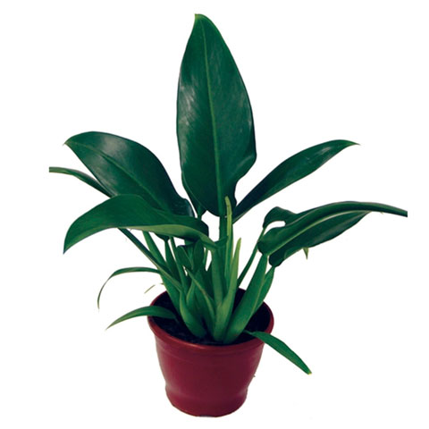 Pacová- Essa planta aprecia luz indireta e solo úmido e é originária da América do Sul. Ideal para interiores bem iluminados ou jardins com sombra parcial. Mantenha o solo úmido, mas evite o encharcamento e atenção aos pets, pois a espécie é tóxica para c