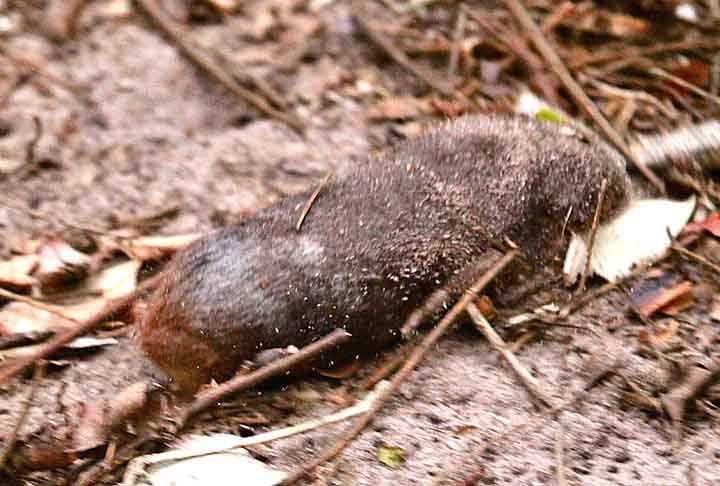 No local de pesquisa, Port Nolloth, as chuvas intensas revelaram rastros de membros da mesma espécie e diversas tocas. A cadela da raça border-collie Jessie ficou encarregada de identificar o cheiro e rastreá-las, porém não obteve sucesso.
