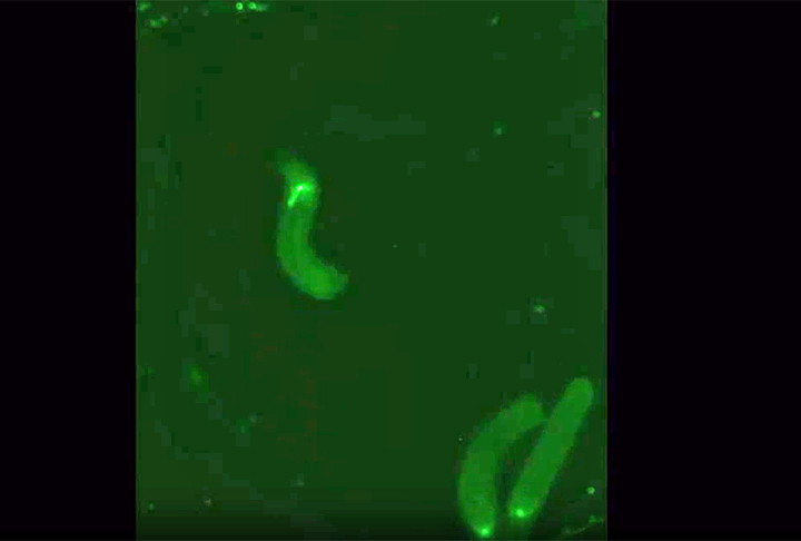 Além disso, a tecnologia avançada do microscópio é usada para verificação do comportamento de espécies.Um dos estudos com uso desse microscópio é conduzido pela Universidade da Califórnia, nos Estados Unidos