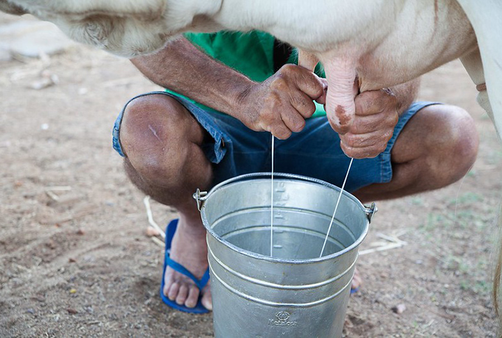 Exemplos de animais domésticos: cães, gatos, cavalos e vacas.