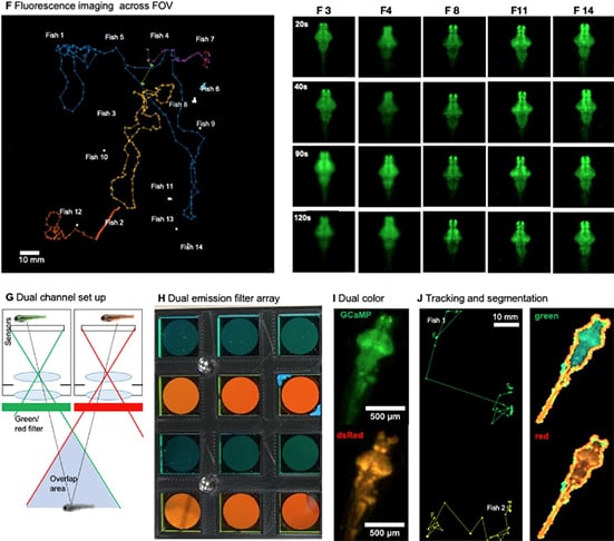 A Universidade da Califórnia conseguiu identificar mudanças sutis na coloração de peixes-zebra com observação por meio do microscópio. 