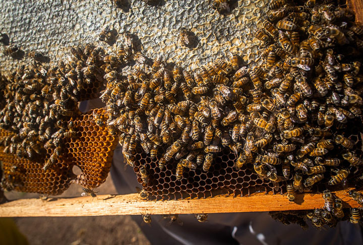 Ela representa uma significativa fonte de renda para os agricultores familiares e não exige muito tempo e nem grandes áreas de terra disponíveis. Além disso, é uma atividade de baixo impacto ambiental, que contribui bastante para preservação do ecossistem