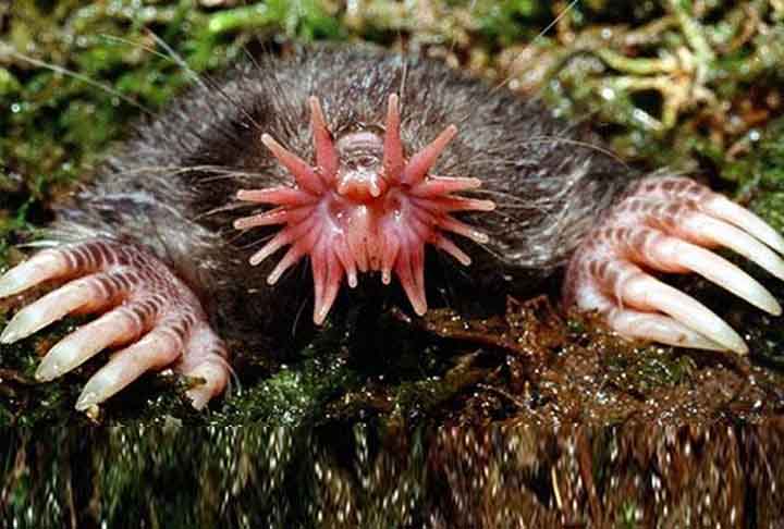 A toupeira nariz estrela (presente na América) é facilmente identificável pelos vinte e dois apêndices carnudos cor de rosa do seu focinho, que é usado como um órgão táctil com receptores sensoriais, conhecidos como órgãos de Eimer, com os quais essa toup