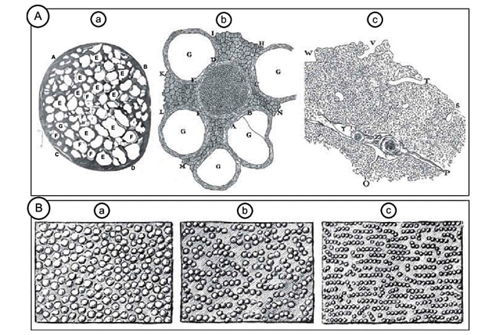 Com o microscópio, ele observou embriões de plantas e glóbulos do sangue, entre outras coisas, e descobriu os micróbios. 