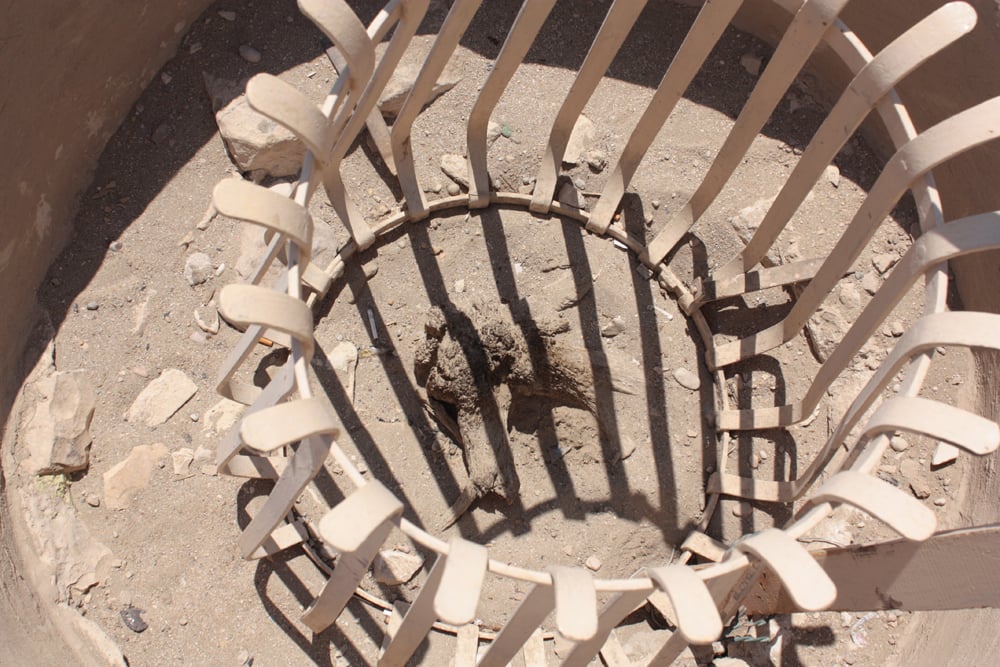 Cinco espécies de P. anubis mumificados do período ptolomaico refletiram níveis de estrôncio que são consistentes com uma origem egípcia. Isso dá indícios de um programa de reprodução em cativeiro para babuínos naquela época, provavelmente em Memphis, uma