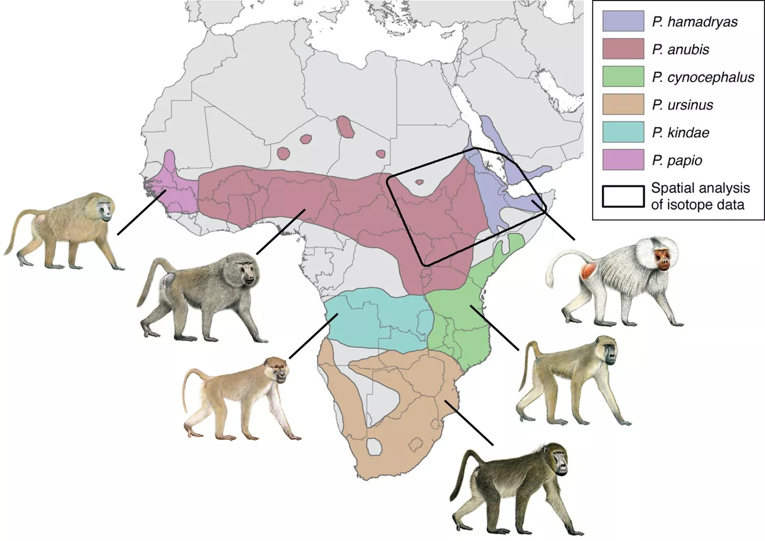 Em 2020, um primatólogo usou moléculas dos dentes de um babuíno mumificado para descobrir sua dieta no início da vida. Algo que indica as regiões atuais da Somália, Eritreia e Etiópia, e os babuínos da análise vieram do Império Novo, entre 1550 a.C a 1070