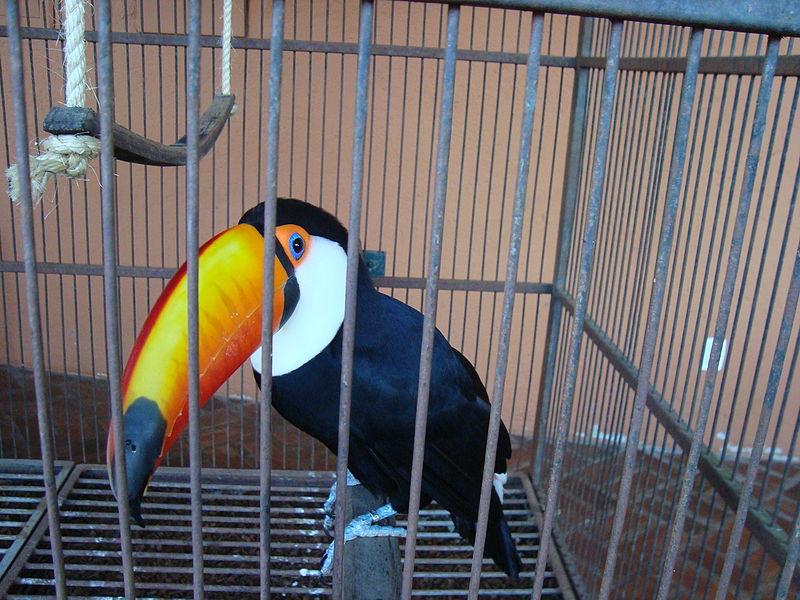 Para criar outros animais, porém, as pessoas podem precisar de autorizações especiais dos órgãos de controle ambiental.