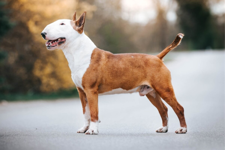 Cachorros da raça bull terrier são ágeis e determinados (Imagem: Eve Photography | Shutterstock)