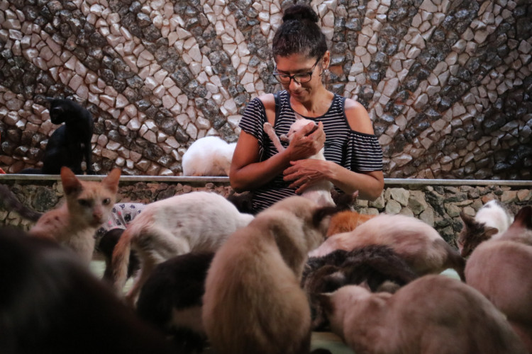 Gatos de abrigo em Fortaleza receberam consultas e vacinação