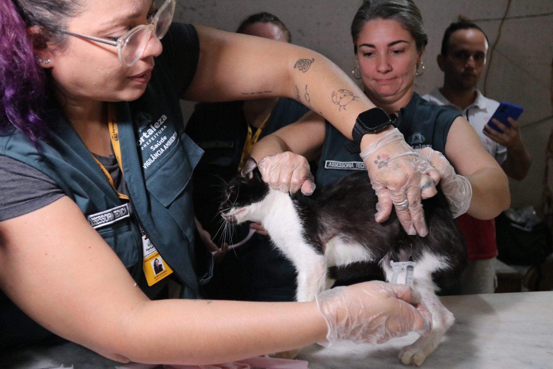 Gatos de abrigo em Fortaleza receberam consultas e vacinação