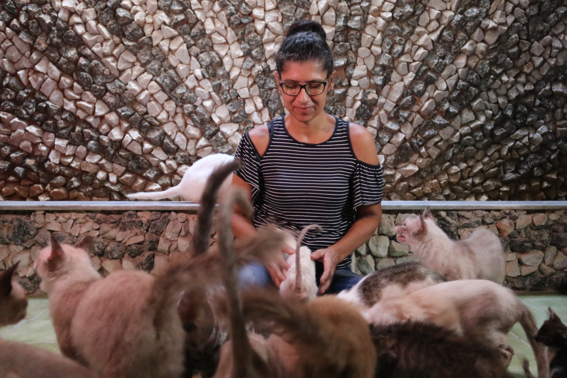 Gatos de abrigo em Fortaleza receberam consultas e vacinação