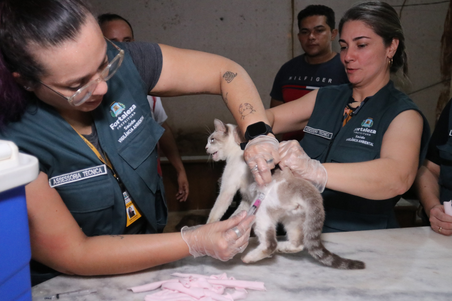 Gatos de abrigo em Fortaleza receberam consultas e vacinação