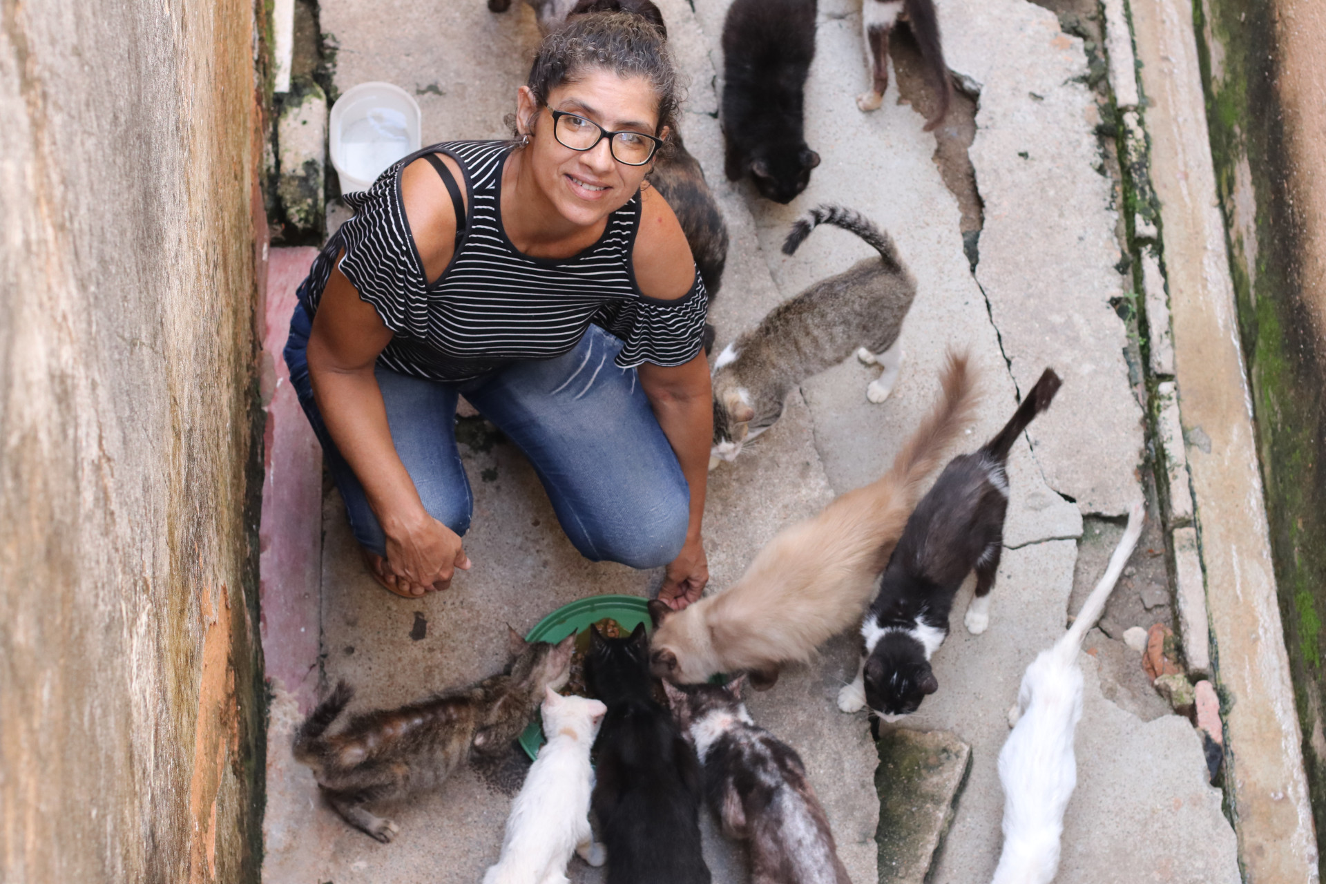 Gatos de abrigo em Fortaleza receberam consultas e vacinação