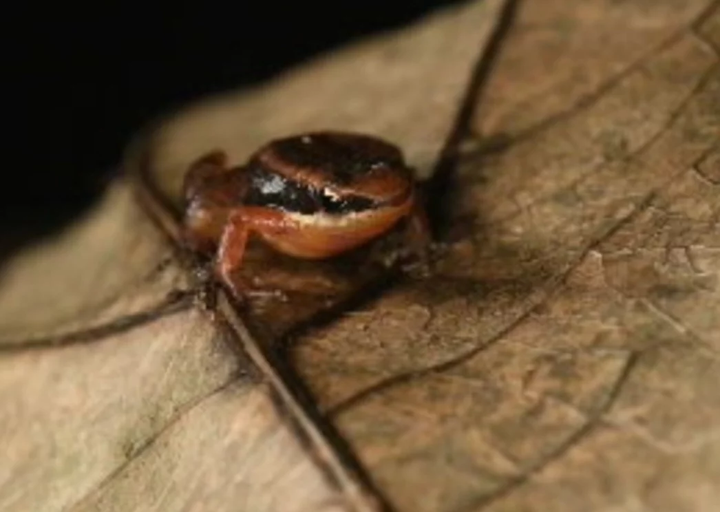 Segundo o  Centro Nacional de Pesquisa e Conservação de Répteis e Anfíbios, cerca de 190 espécies encontradas no Brasil estão sob ameaça de extinção.