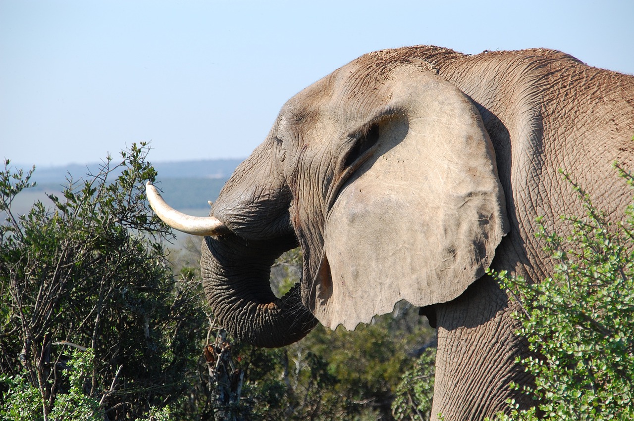 As orelhas do elefante têm pequenas veias que ajudam a  dispersar o calor, mantendo a temperatura corporal do animal. 