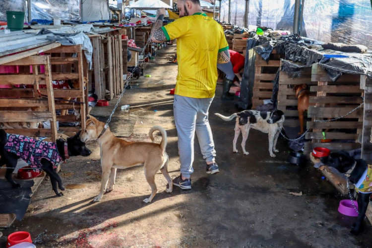 Animais domésticos continuam sendo resgatados de áreas alagadas no RS