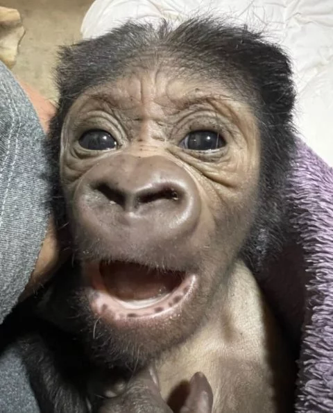 “Ele havia perdido a cor, parecia muito opaco nos olhos, então nós o levamos às pressas para o bloco veterinário”, contou Chad.